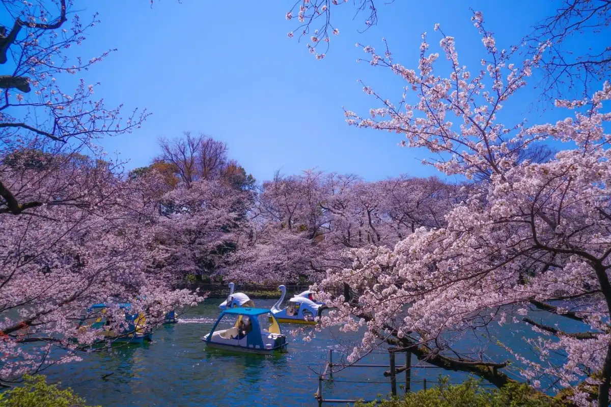 Sakura tourism