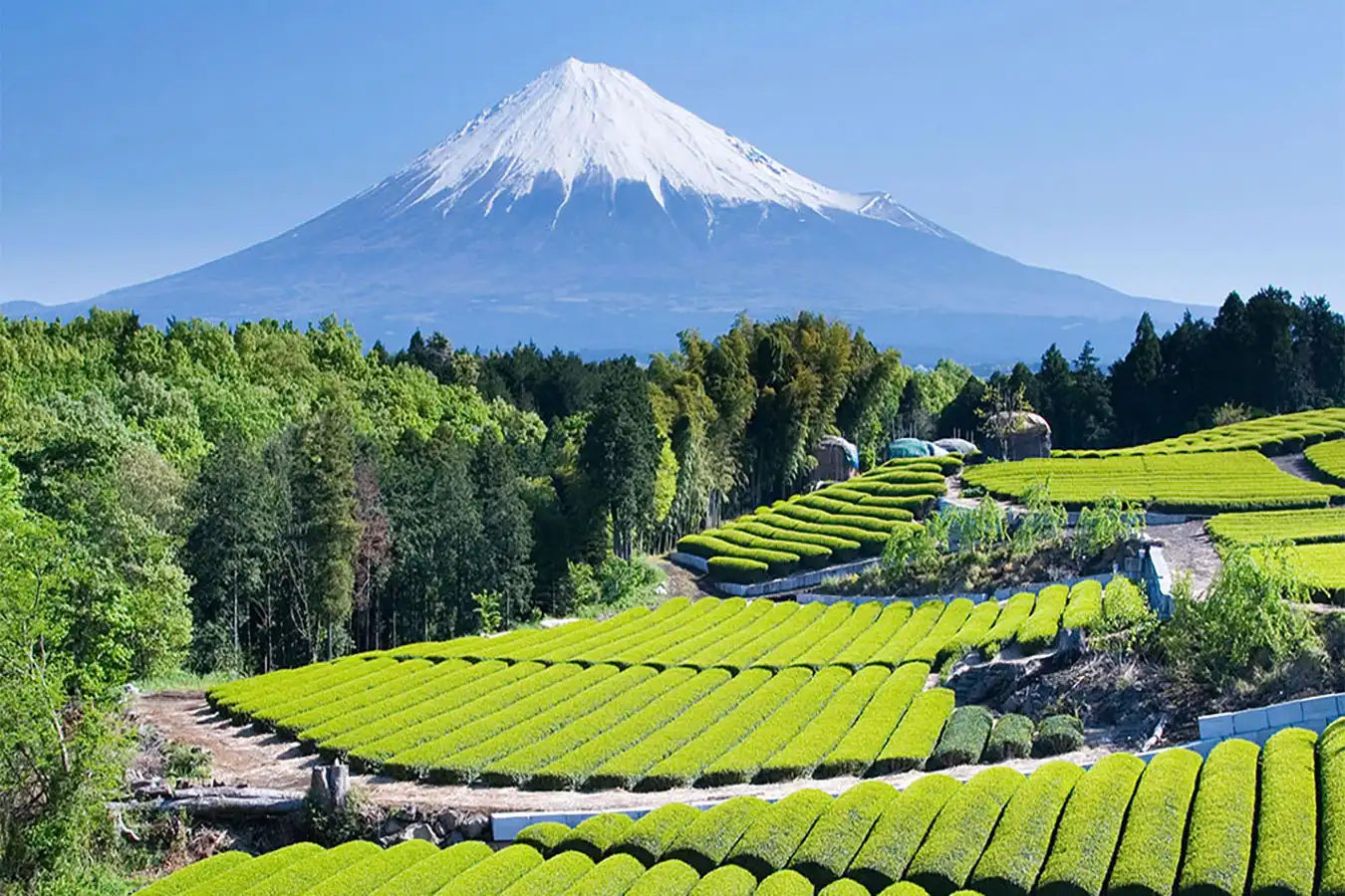 Shizuoka tourism