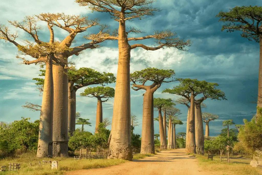 Madagascar tourism